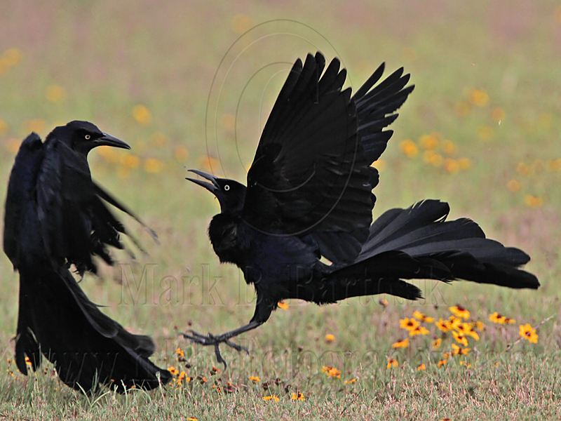 _MG_7501 Great-tailed Grackle.jpg