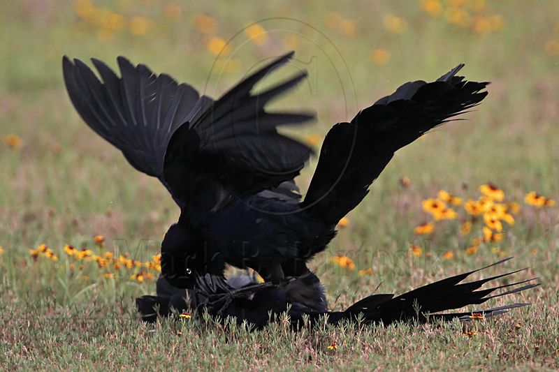 _MG_7511 Great-tailed Grackle.jpg