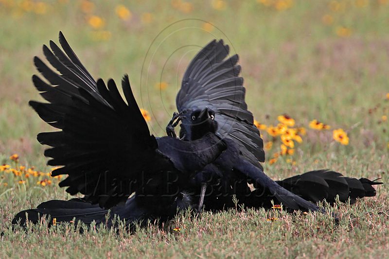 _MG_7524 Great-tailed Grackle.jpg