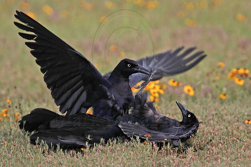 _MG_7537 Great-tailed Grackle.jpg