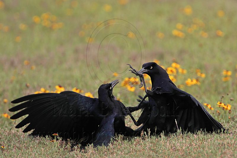_MG_7564 Great-tailed Grackle.jpg