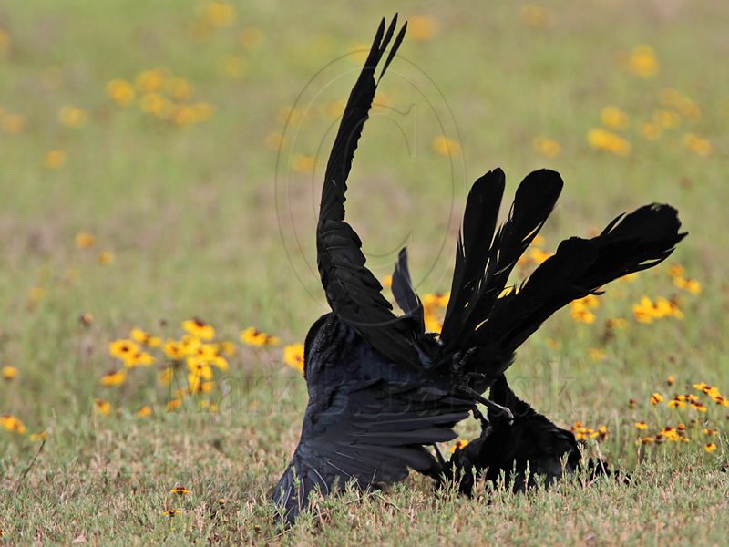 _MG_7644 Great-tailed Grackle.jpg