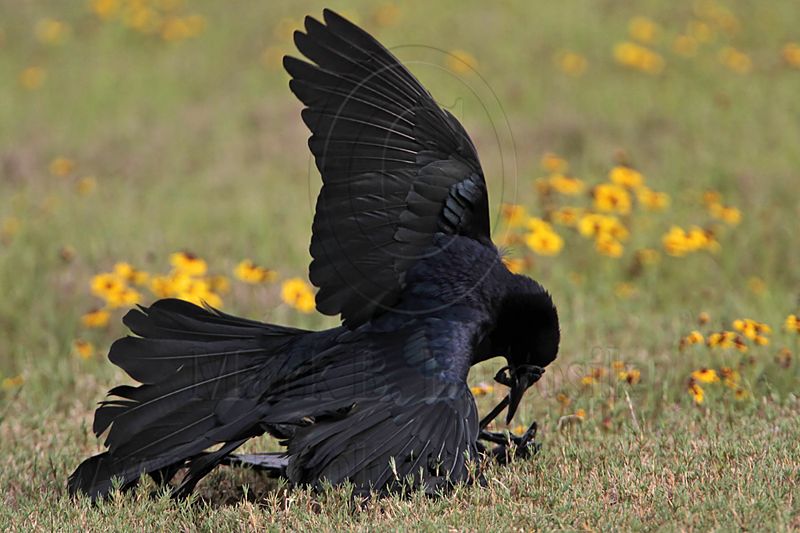 _MG_7675 Great-tailed Grackle.jpg