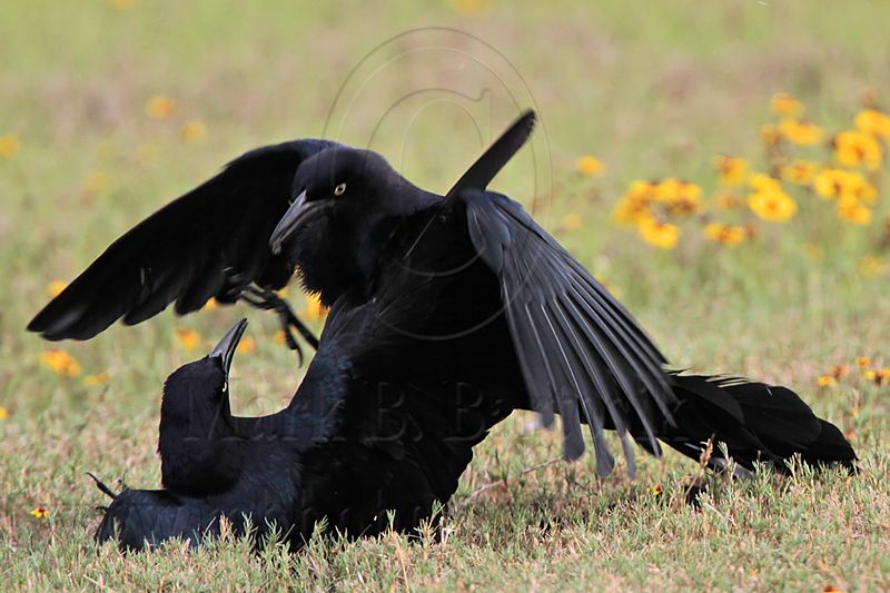 _MG_7680 Great-tailed Grackle.jpg