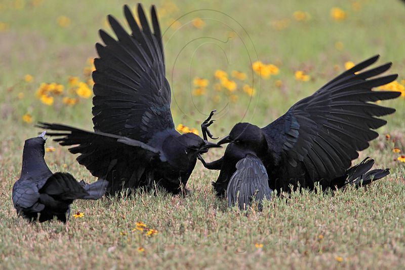 _MG_7722 Great-tailed Grackle.jpg