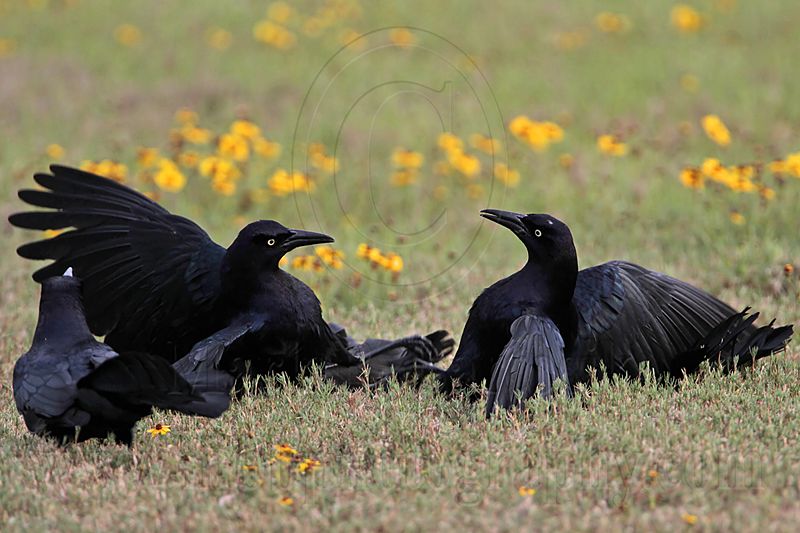 _MG_7725 Great-tailed Grackle.jpg