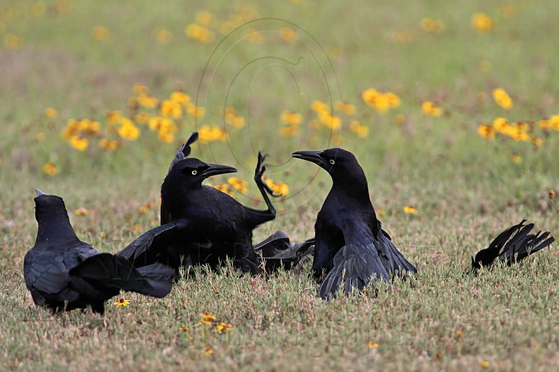 _MG_7726 Great-tailed Grackle.jpg