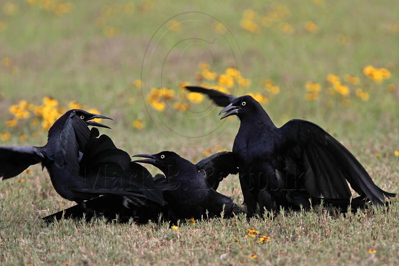 _MG_7776 Great-tailed Grackle.jpg