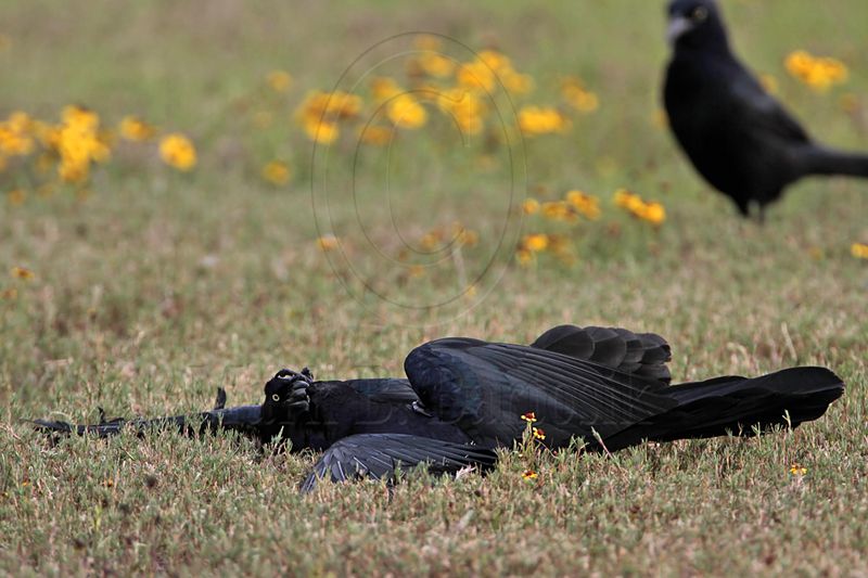 _MG_7849 Great-tailed Grackle.jpg