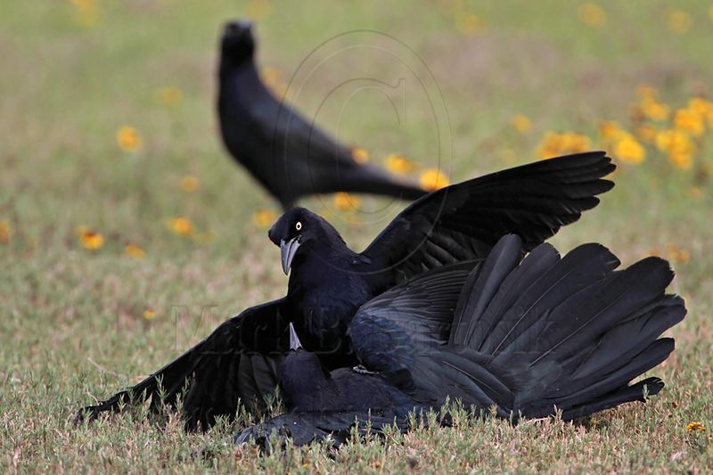 _MG_7898 Great-tailed Grackle.jpg