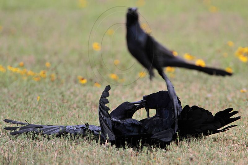 _MG_7913 Great-tailed Grackle.jpg
