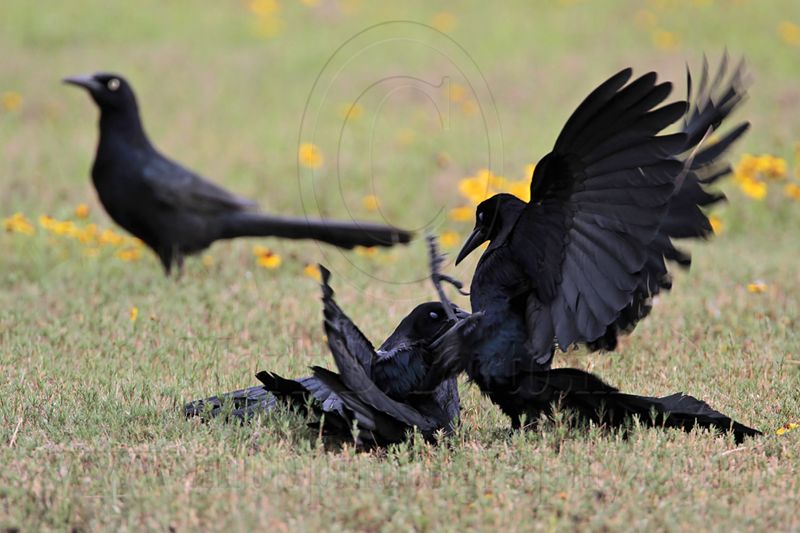 _MG_7962 Great-tailed Grackle.jpg