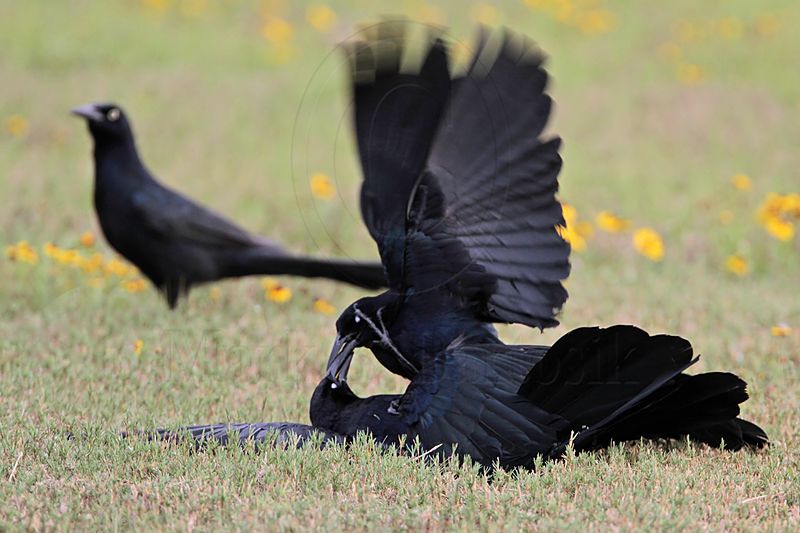 _MG_8029 Great-tailed Grackle.jpg