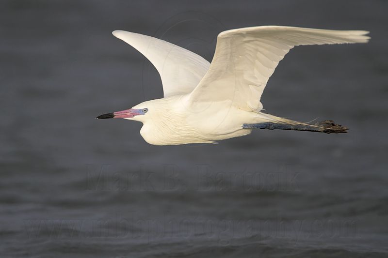 _MG_8104 Reddish Egret.jpg