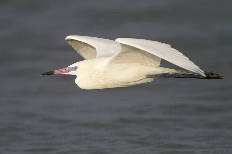 _MG_8109 Reddish Egret.jpg