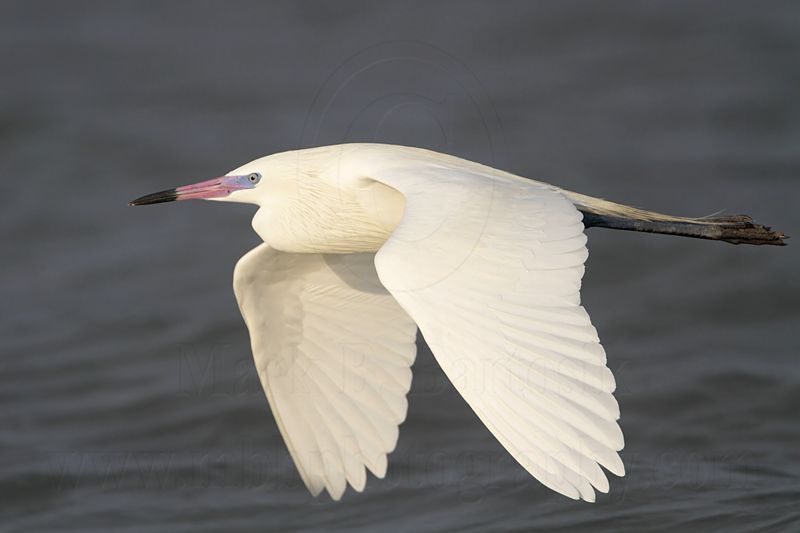 _MG_8111 Reddish Egret.jpg