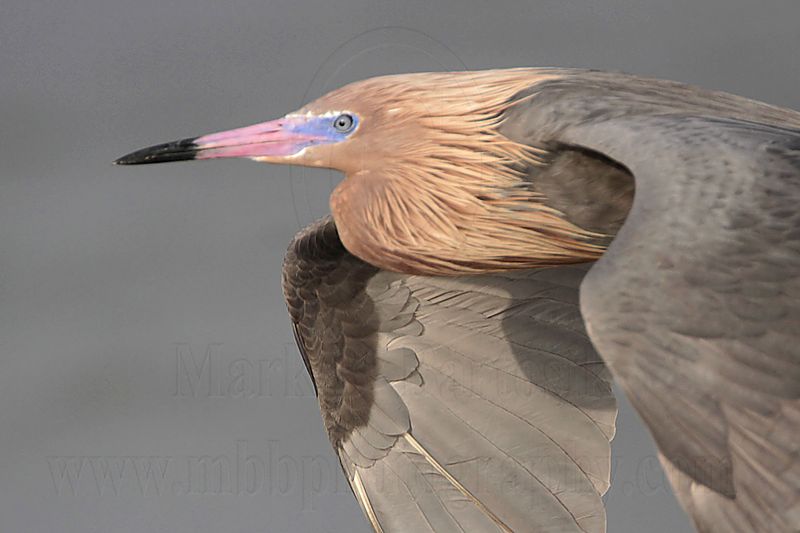 _MG_9400 Reddish Egret.jpg