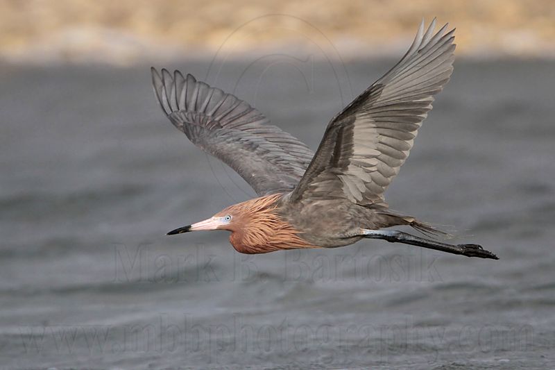 _MG_9432 Reddish Egret.jpg