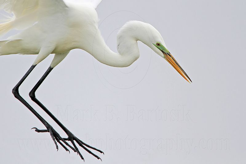 _MG_0416 Great Egret.jpg