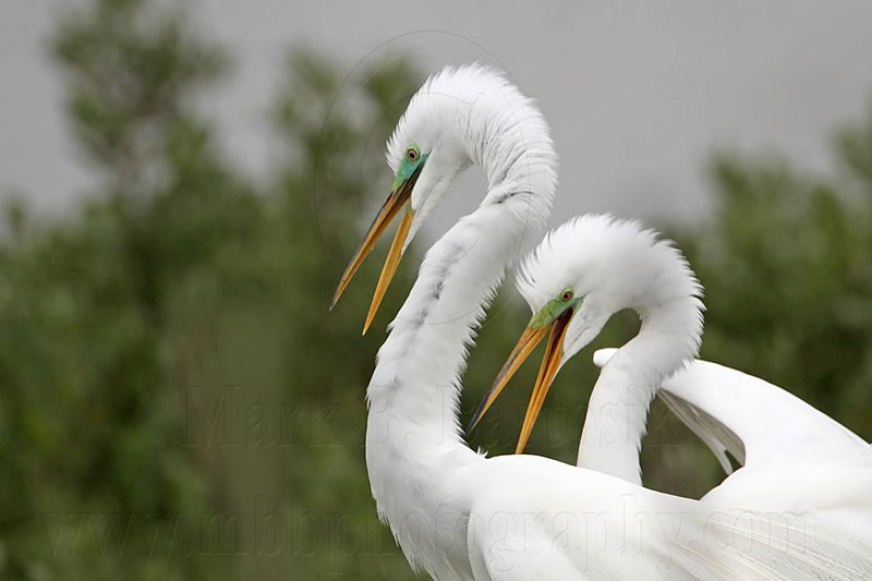 _MG_0618 Great Egret.jpg