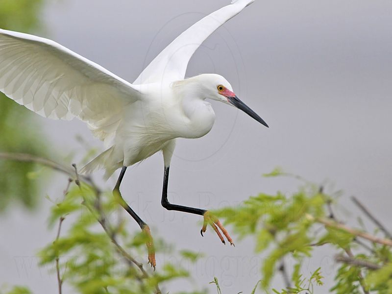 _MG_0710 Snowy Egret.jpg