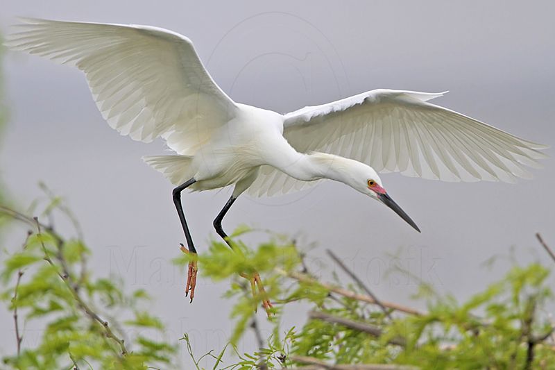 _MG_0711 Snowy Egret.jpg