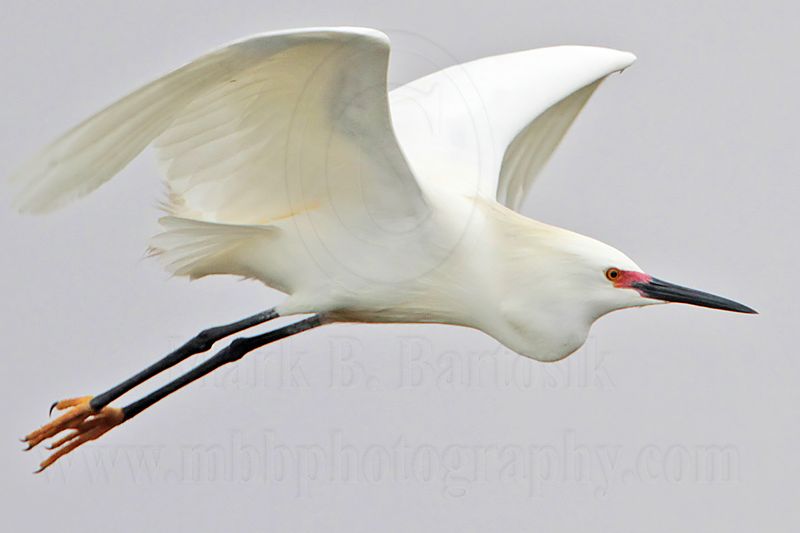 _MG_0732 Snowy Egret.jpg