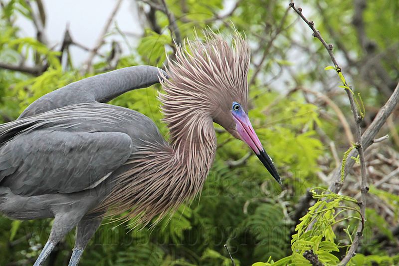 _MG_1119 Reddish Egret.jpg