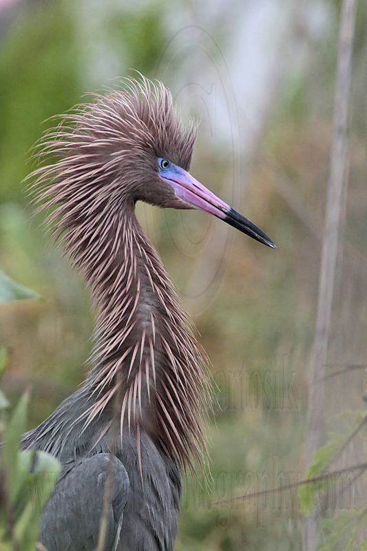 _MG_1543 Reddish Egret.jpg