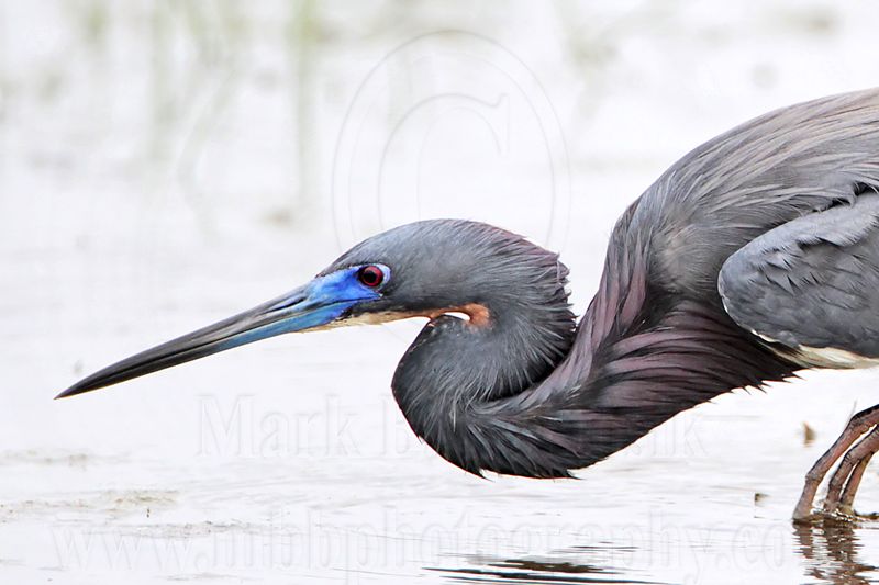 _MG_9524 Tricolored Heron.jpg