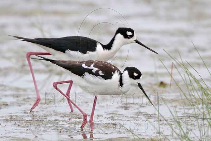 _MG_0293 Leucistic Black-necked Stilt female with male.jpg