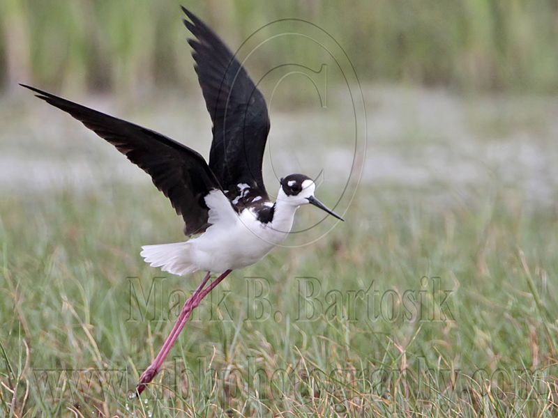 _MG_9892 Leucistic Black-necked Stilt.jpg
