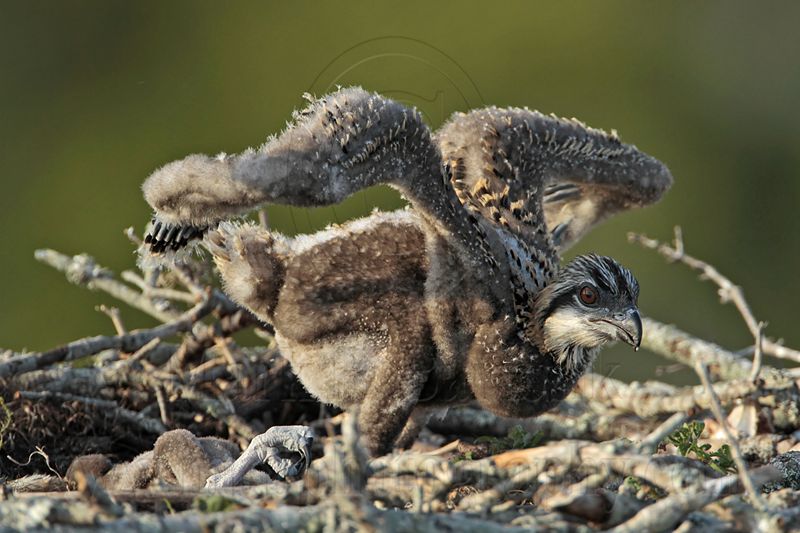 _MG_3642 Osprey.jpg