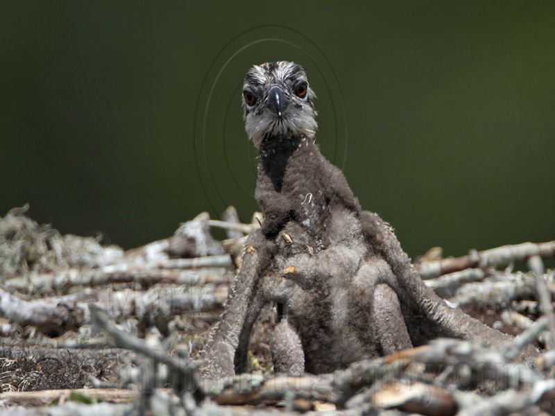 _MG_6739 Osprey.jpg