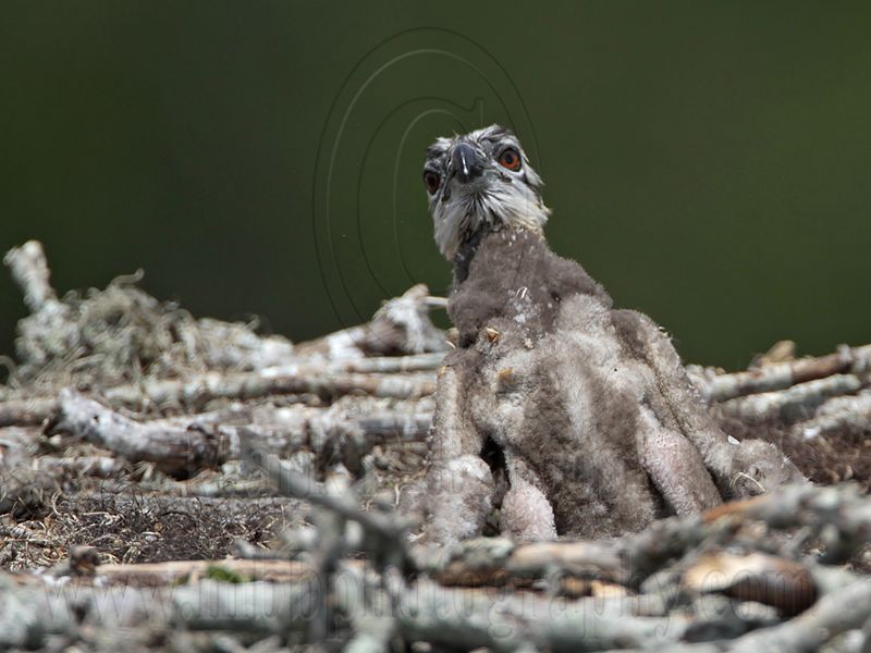 _MG_6740 Osprey.jpg