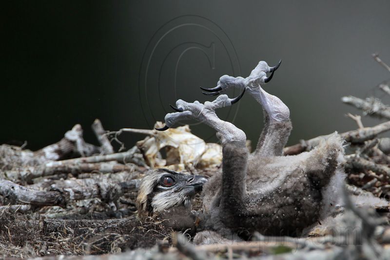 _MG_6951 Osprey.jpg