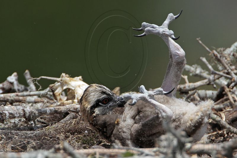 _MG_7229 Osprey.jpg
