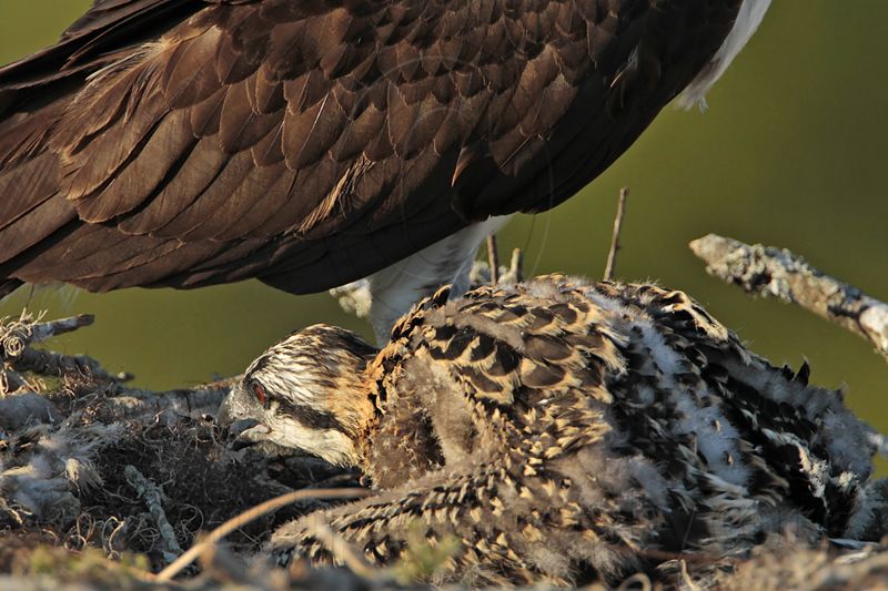_MG_7270 Osprey.jpg