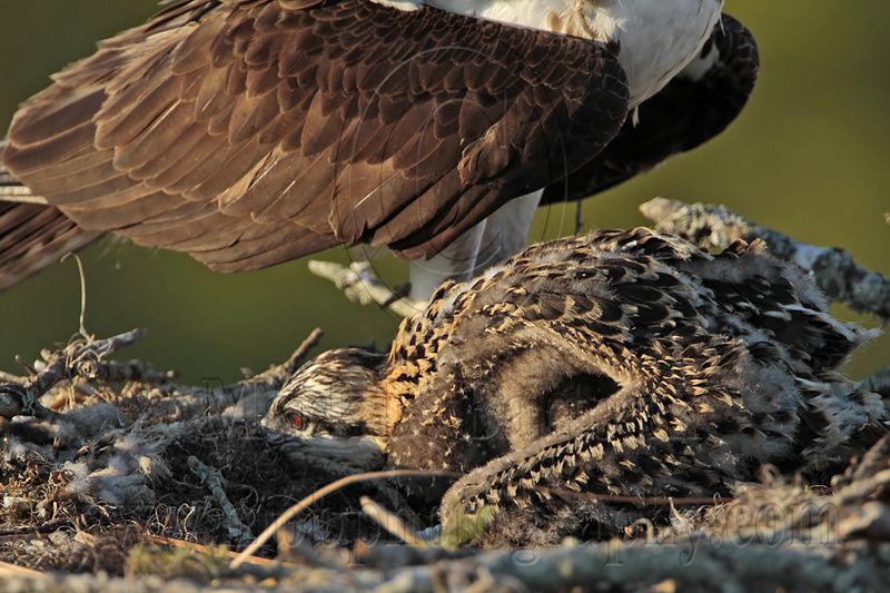 _MG_7387 Osprey.jpg