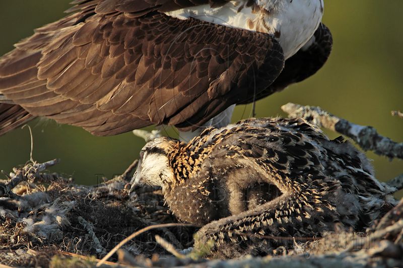 _MG_7389 Osprey.jpg