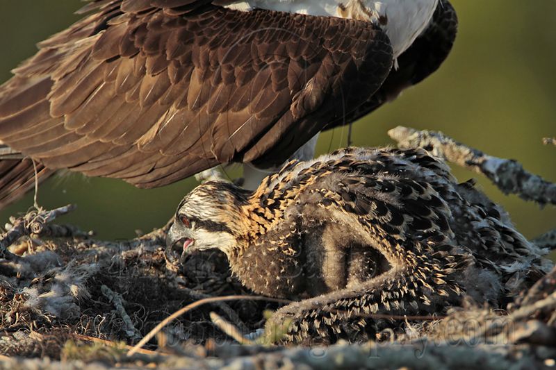 _MG_7407 Osprey.jpg