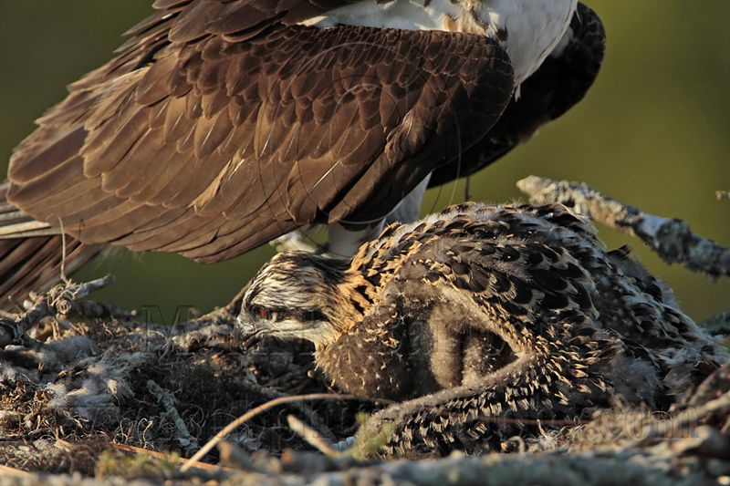 _MG_7420 Osprey.jpg