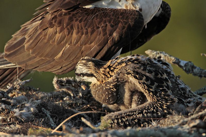 _MG_7440 Osprey.jpg