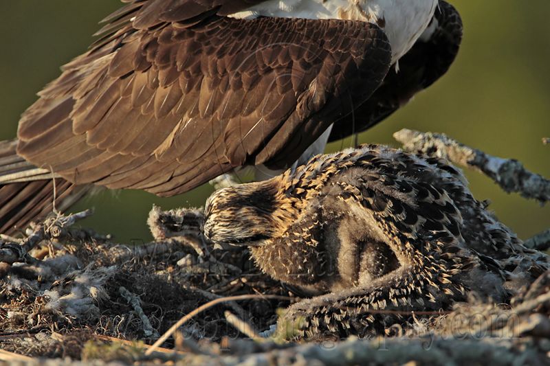_MG_7450 Osprey.jpg