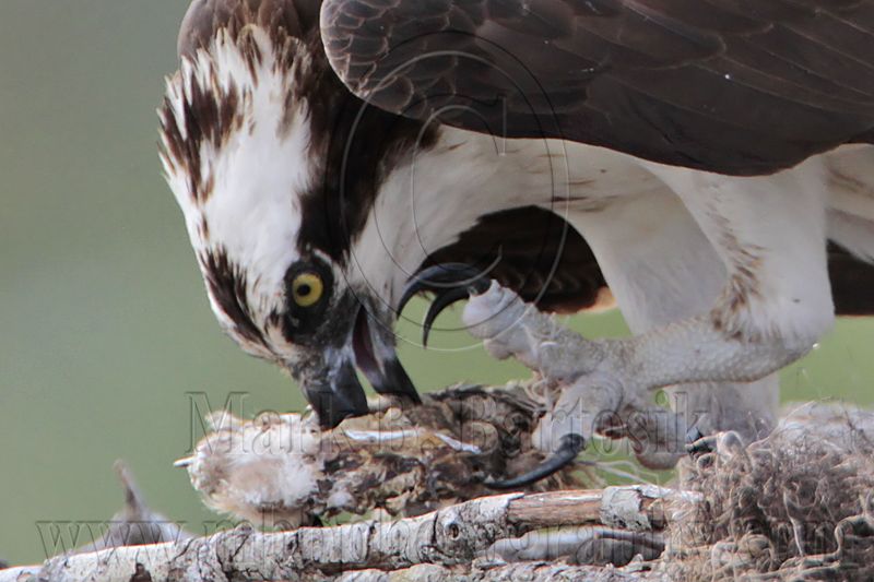 _MG_3509crop Osprey.jpg