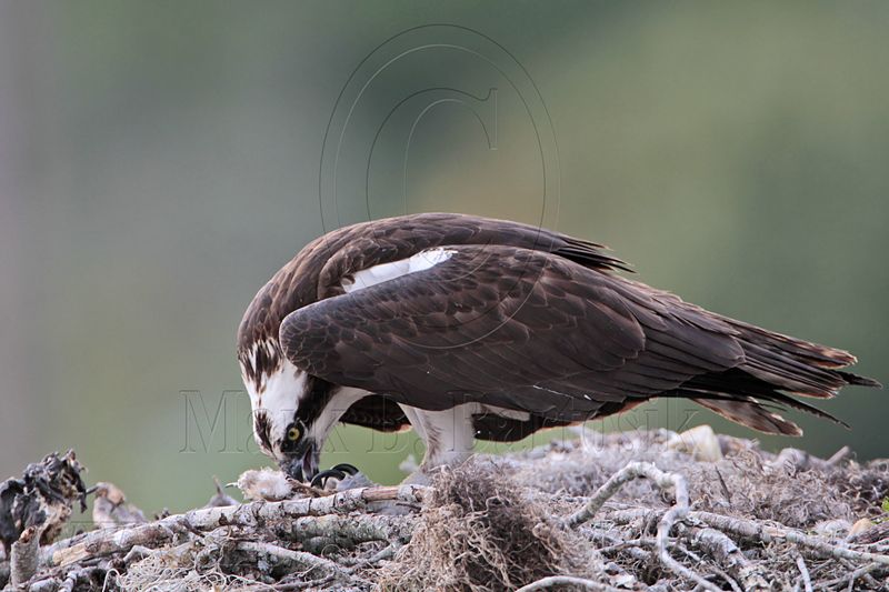 _MG_3511 Osprey.jpg