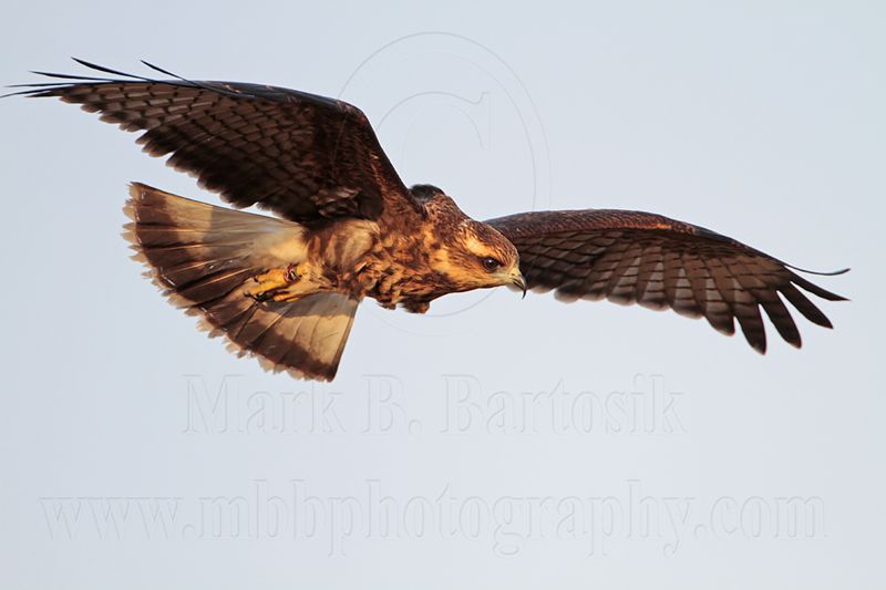 _MG_1767 Snail Kite.jpg