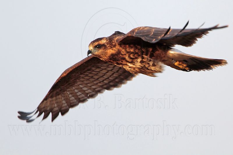_MG_1820 Snail Kite.jpg