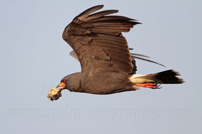 _MG_2072 Snail Kite.jpg