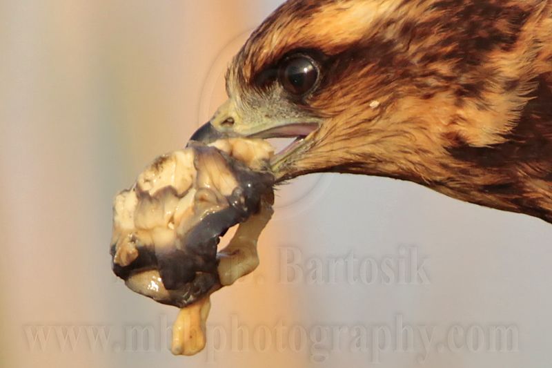 _MG_2143crop Snail Kite.jpg